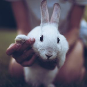 Kaninchen Tierbestattungsinstitut Venlo